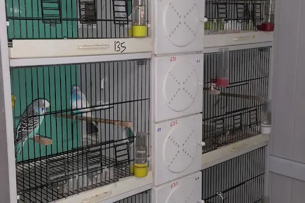 Aydın petshop - Resim 13