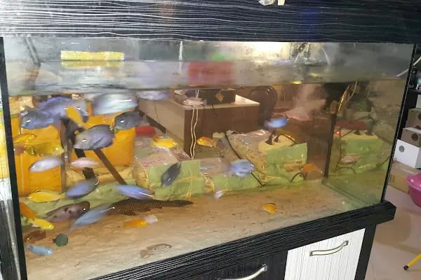 Aydın petshop - Resim 4