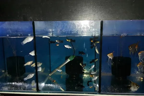 Aydın petshop - Resim 7