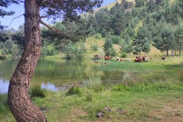 Altınpınar Limni Gölü - Resim 3