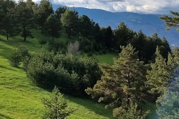Altınpınar Limni Gölü - Resim 12