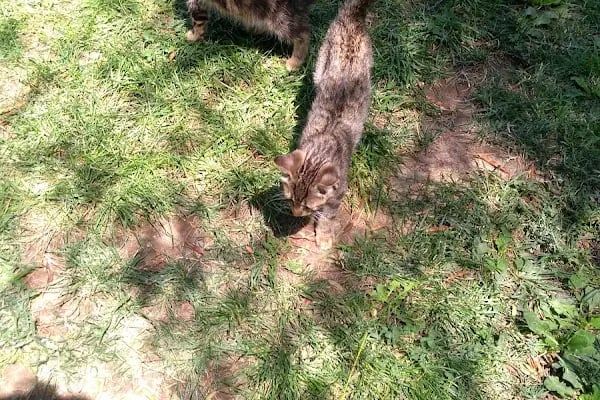Bornova Gençlik Ve Spor Parkı - Resim 13