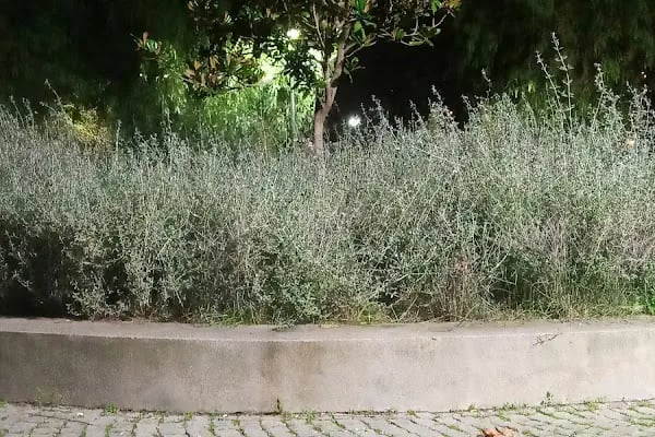 Bornova Gençlik Ve Spor Parkı - Resim 12