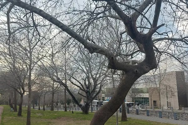 Bornova Gençlik Ve Spor Parkı - Resim 3