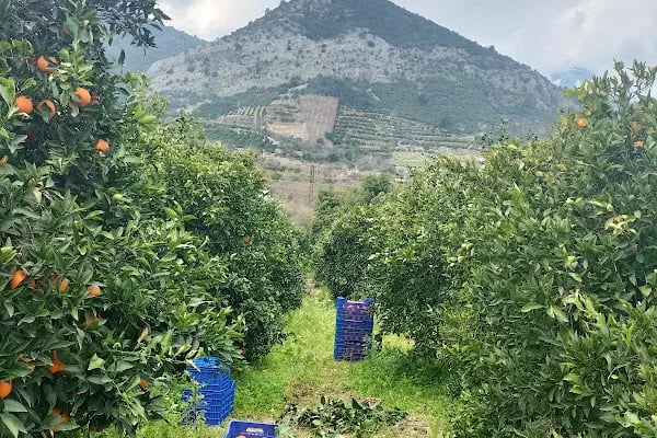 Portakal Durağı - Resim 2