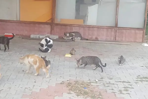 Tosmur Belediyesi Sarıtaş Çocuk Parkı - Resim 7