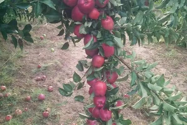 GÖNÜL SOĞUK HAVA TESİSİ - Resim 18
