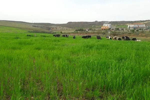 Dönmez Market - Resim 4