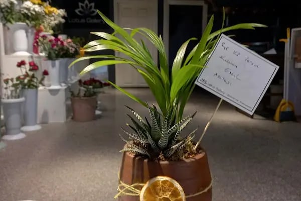 Lotus Gallery Çiçek Çikolata Fotoğrafçılık Ve Organizasyon - Resim 5
