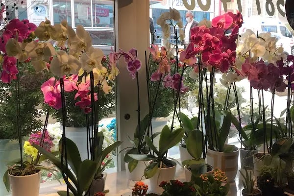 Lotus Gallery Çiçek Çikolata Fotoğrafçılık Ve Organizasyon - Resim 6