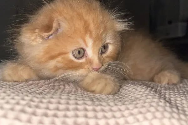 VetPlanet Veteriner Kliniği - Resim 9