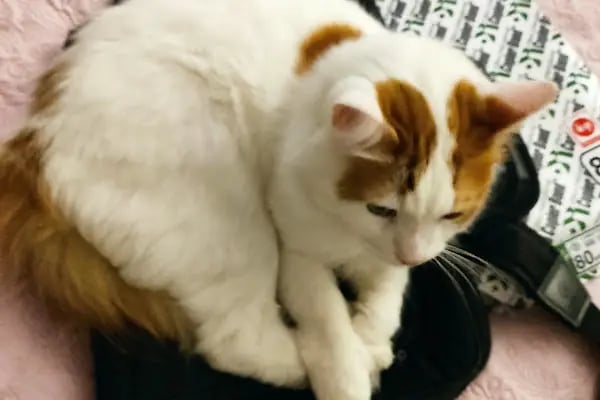 VetPlanet Veteriner Kliniği - Resim 11