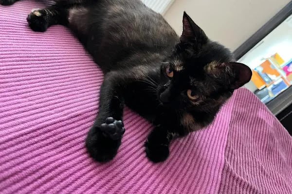 VetPlanet Veteriner Kliniği - Resim 10