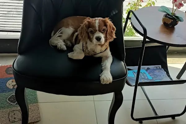 VetPlanet Veteriner Kliniği - Resim 12
