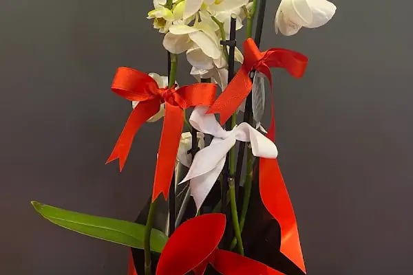 Jasmine's Garden - Resim 11