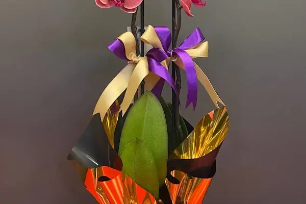 Jasmine's Garden - Resim 7