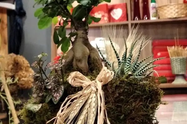 Jasmine's Garden - Resim 15