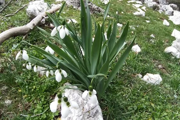 Akseki-ibradı Havza Projesi Hatıra Ormanı - Resim 15
