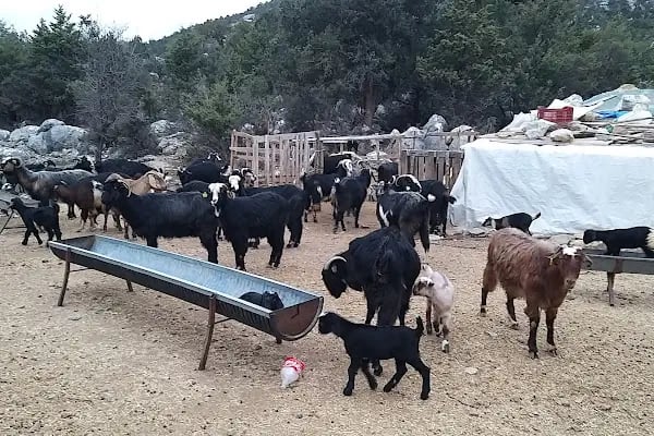 Akseki-ibradı Havza Projesi Hatıra Ormanı - Resim 14