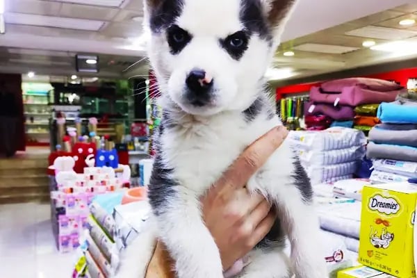 Konya akvaryum petshop - Resim 10