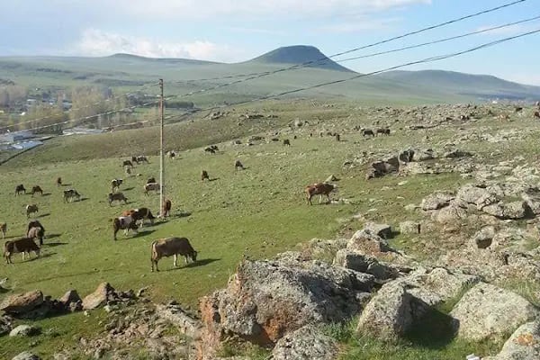 Şahnalar - Resim 11
