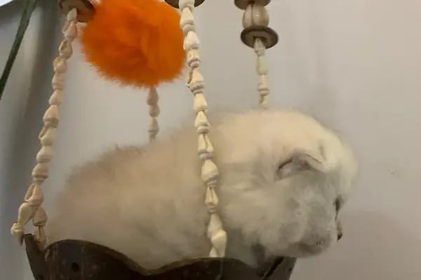 Çitil petshop - Resim 6