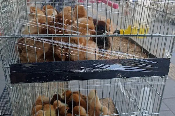 Çitil petshop - Resim 2