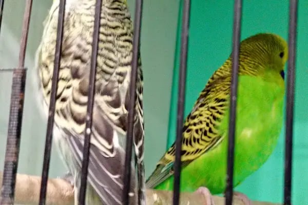 Çitil petshop - Resim 7