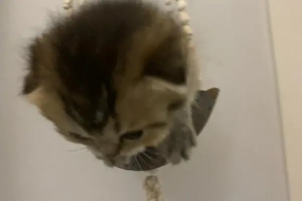 Çitil petshop - Resim 12