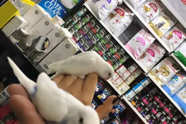 Avrupa pet shop - Resim 14
