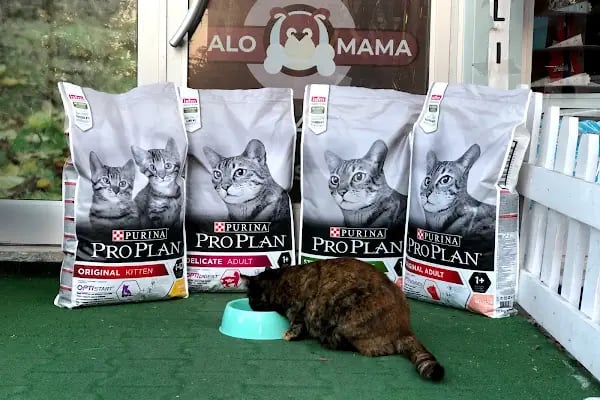 Avrupa pet shop - Resim 8