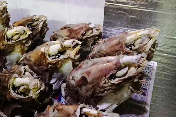 Söğüş izmir buca - Resim 10