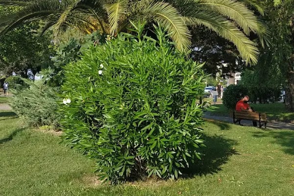 Karamürsel Sahili - Resim 17