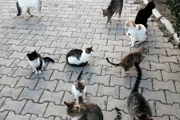 Balçova adalet ve demokrasi parkı. - Resim 11