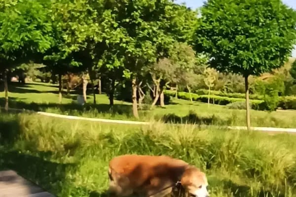 Balçova adalet ve demokrasi parkı. - Resim 17