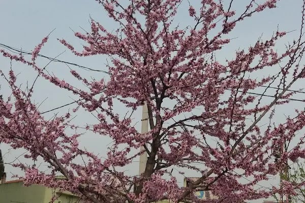 Arabayatağı - Resim 20