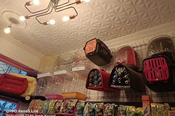 41 PET HOUSE - Resim 4