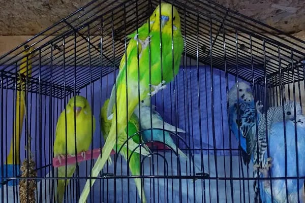 41 PET HOUSE - Resim 3