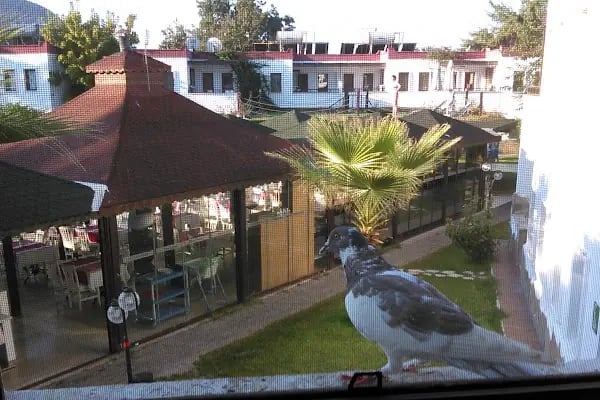 CLUB CHERRY HOTEL 2001 - Resim 6