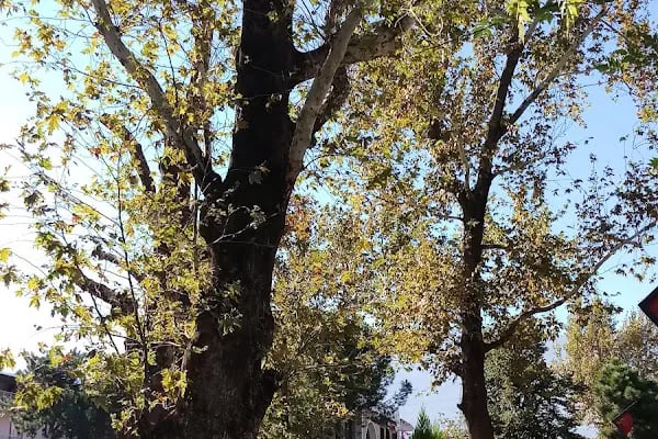 Gürsu Belediyesi Celal Bey Parkı - Resim 15