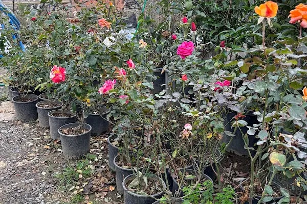 Çerkezköy Peyzaj ve Fidanlığı - Resim 18