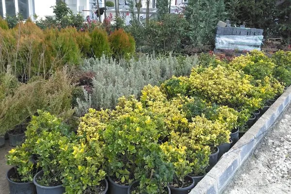 Çerkezköy Peyzaj ve Fidanlığı - Resim 5