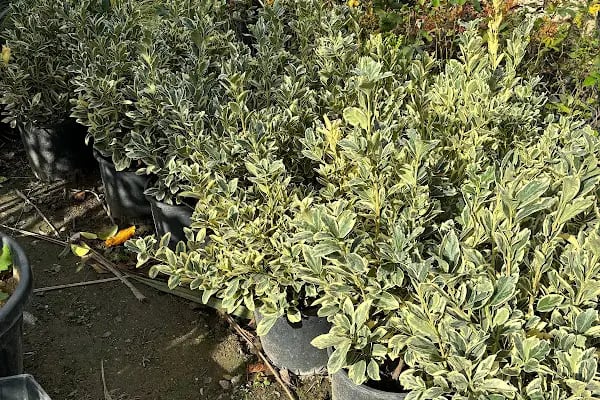 Çerkezköy Peyzaj ve Fidanlığı - Resim 17