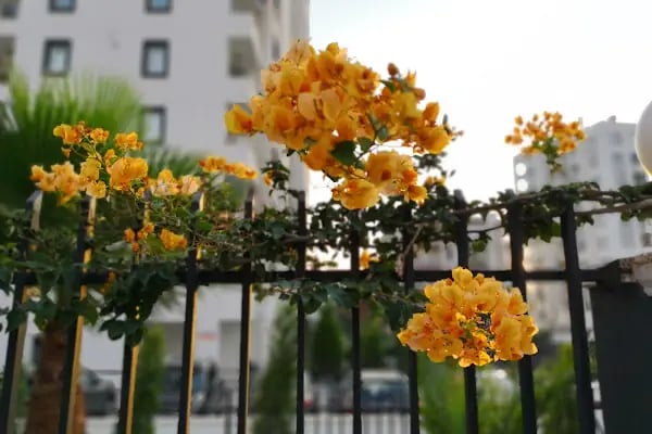 Vurankaya Life - Resim 2