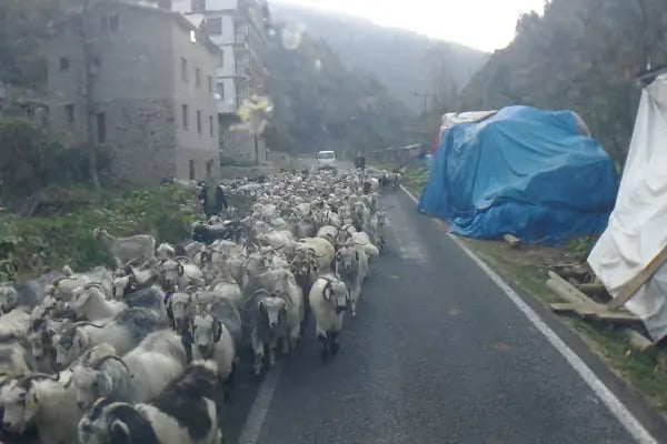 Akçaabat Söğütlü Mersin Minibüs Son Durağı - Resim 14