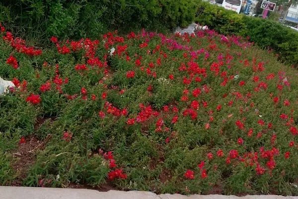 Mersin Cimnastik salonu - Resim 11