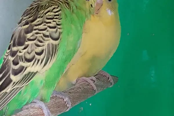 Adana Konuşan Petshop - Resim 14