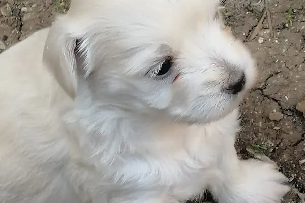Adana Konuşan Petshop - Resim 20