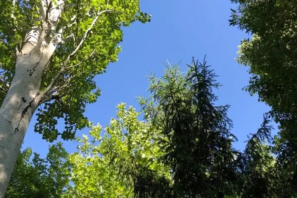 Kozağaç Parkı - Resim 13