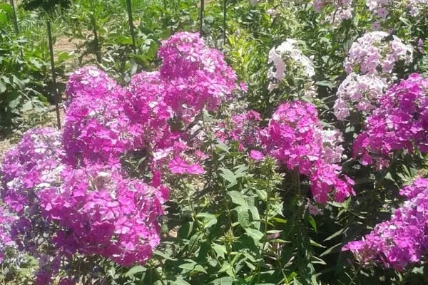 Kozağaç Parkı - Resim 19